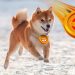 Dogecoin is back above 0.08000, while Shiba Inu is calm