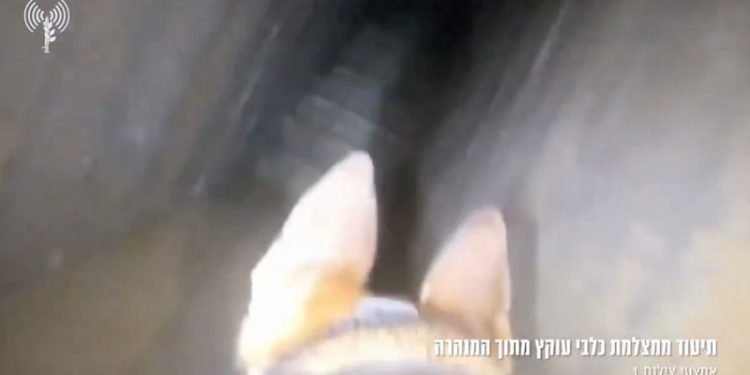 WATCH: Israel’s four-legged soldiers uncover Hamas tunnel in Gaza City