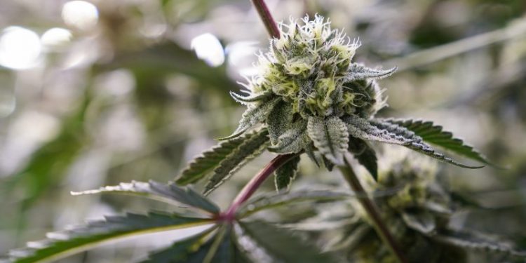 Biden pardons more marijuana offenses in D.C., expanding 2022 clemency