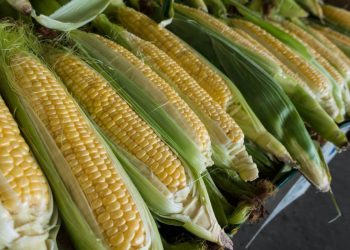 The Corn Exchange and Ukraine’s Resilience