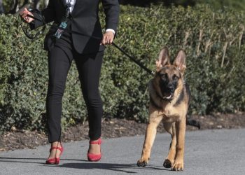 Biden’s dog bit Secret Service agents about 24 times, new records show