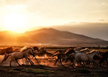 Metahorse Unity’s ICO (MUNITY) Dash: Race to the Future