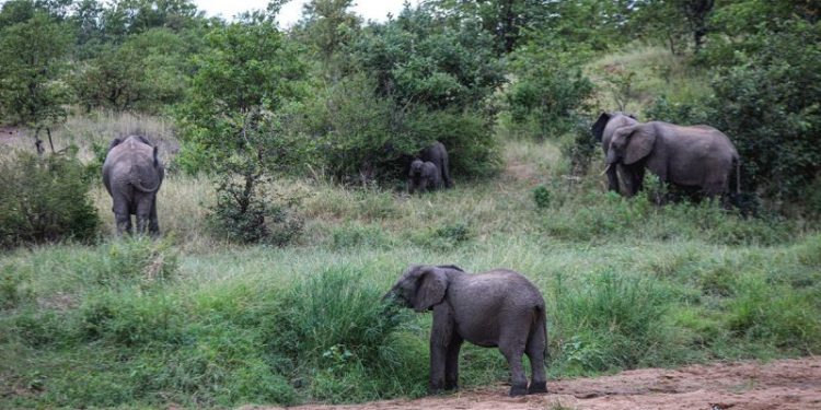 Biden administration tightens rules on African elephant imports, stops short of total ban