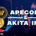 ApeCoin and Akita Inu: ApeCoin pauses again at 0.800 level