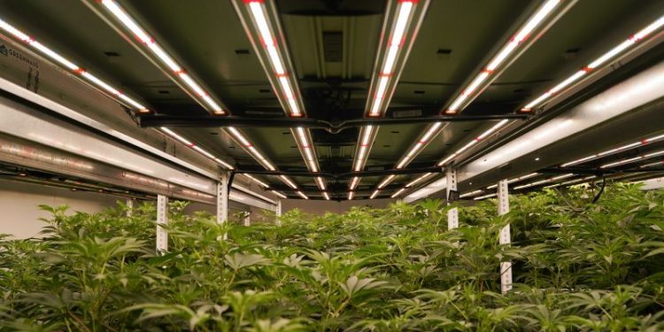 Trump signals support for Biden plan to loosen marijuana restrictions