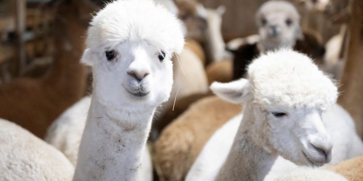 DOGE slashes nearly $1M for alpaca farming in Peru, other questionable grants in latest wasteful spending cut