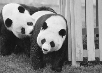 Trump’s $400M Qatar jet gift follows long history of unusual presidential presents